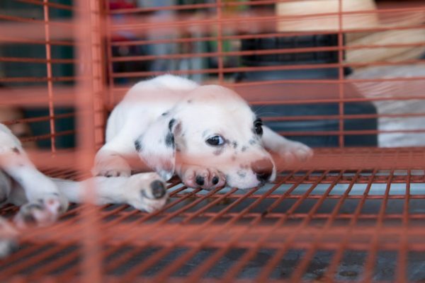 cachorro em jaula