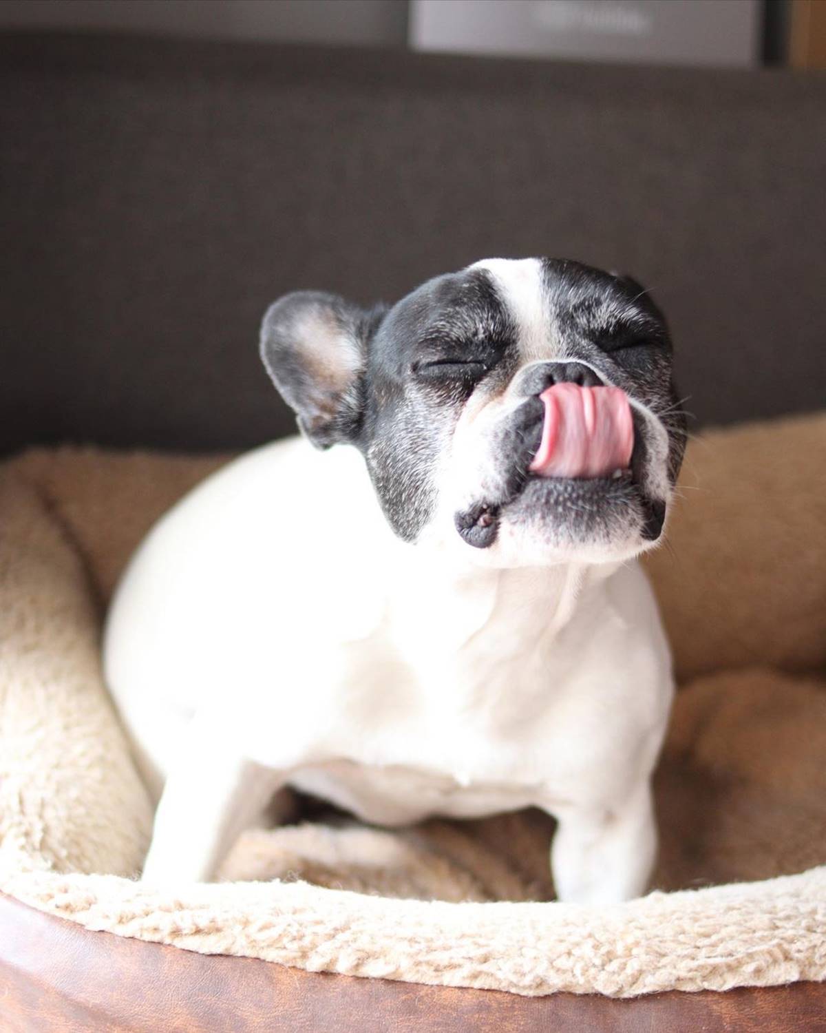 Foto colorida de um bulldog francês preto e branco com a língua para fora - Metrópoles