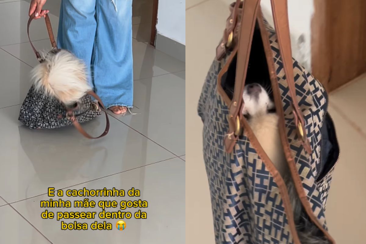 Foto colorida de um cachorro na bolsa - Metrópoles