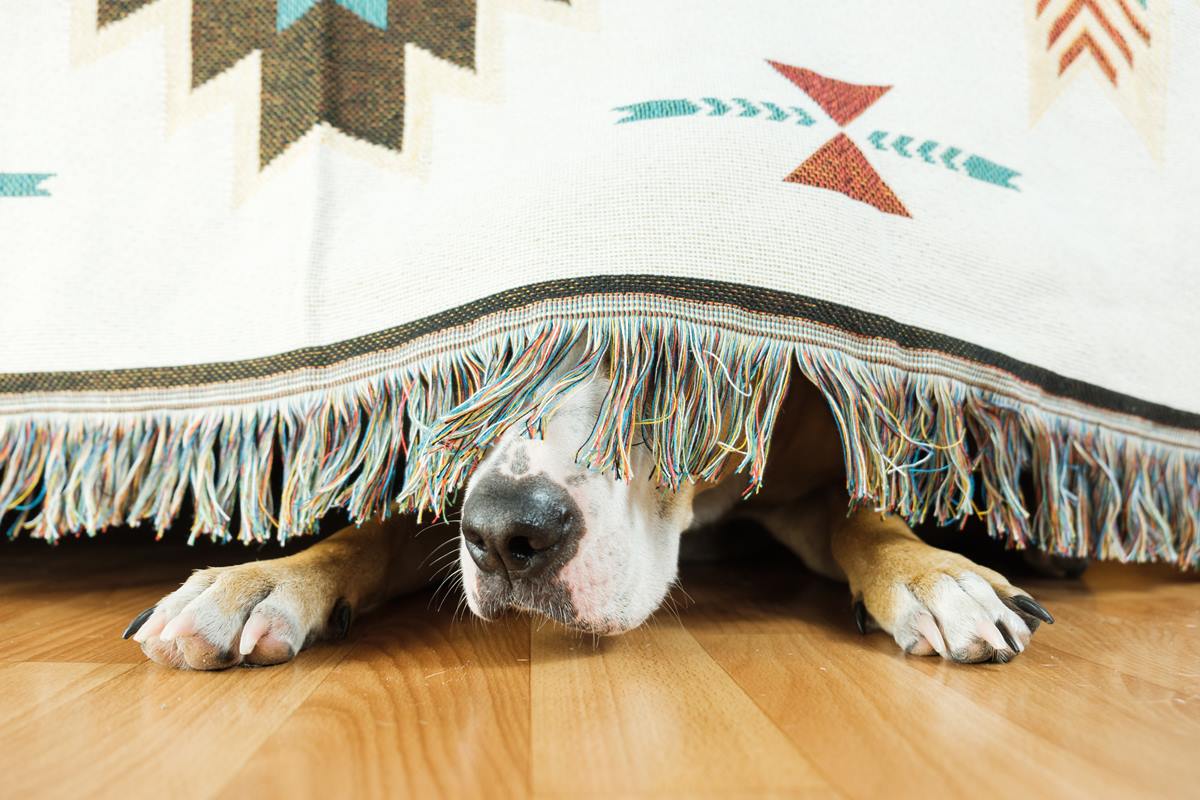 Foto colorida de um cachorro embaixo da cama - Metrópoles