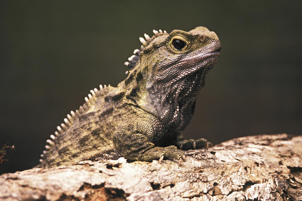 Foto colorida de uma tuatara - Metrópoles