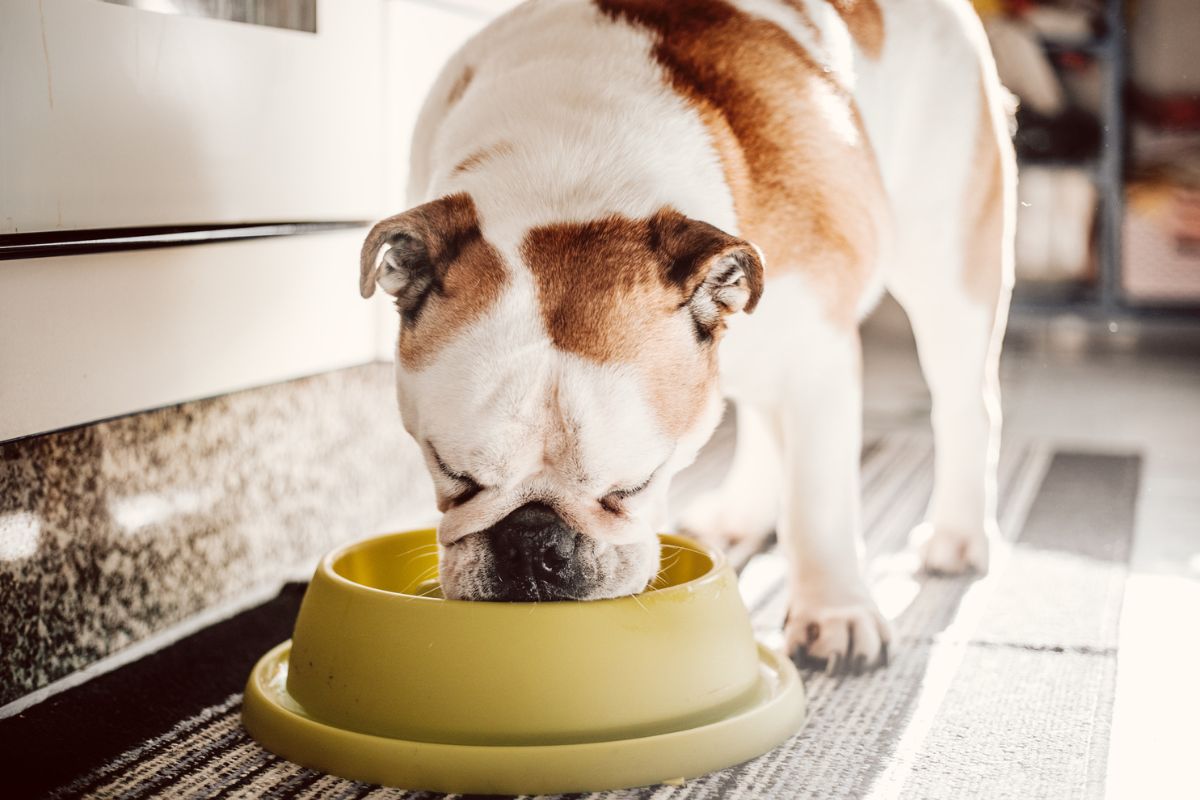5 alimentos que podem ser fatais para o seu cachorro, segundo expert