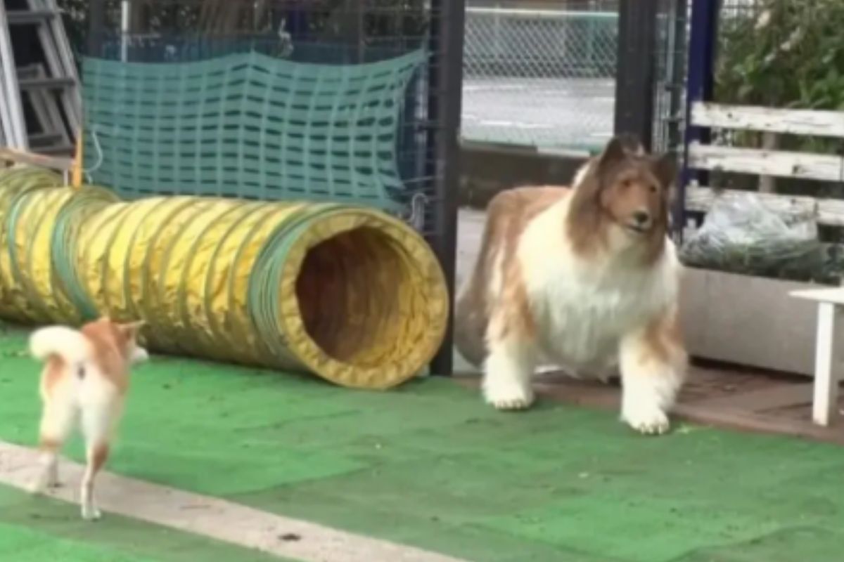 Foto colorida de um cachorro com pelagem branca e marrom - Metrópoles