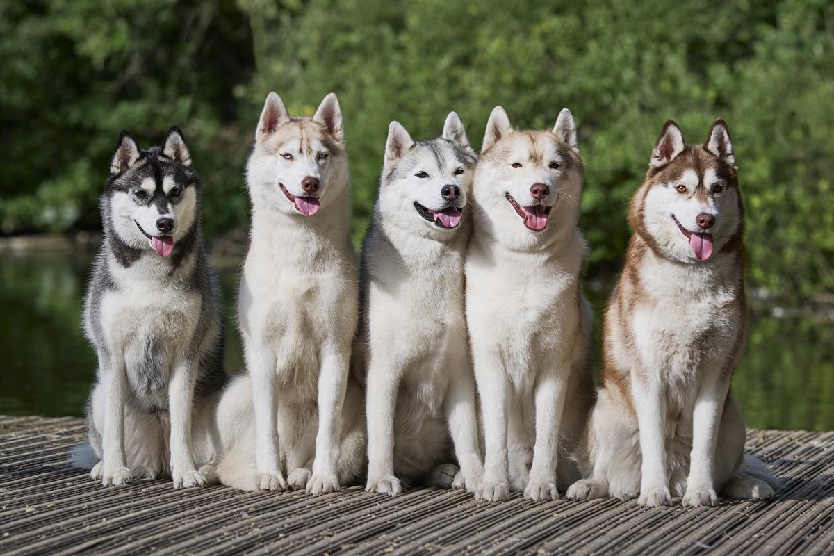 Foto colorida de um husky siberiano - Metrópoles