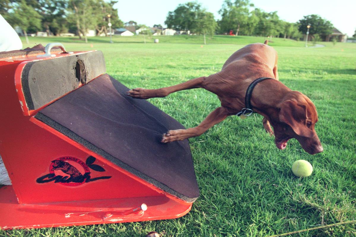 Foto colorida de um cachorro correndo - Metrópoles