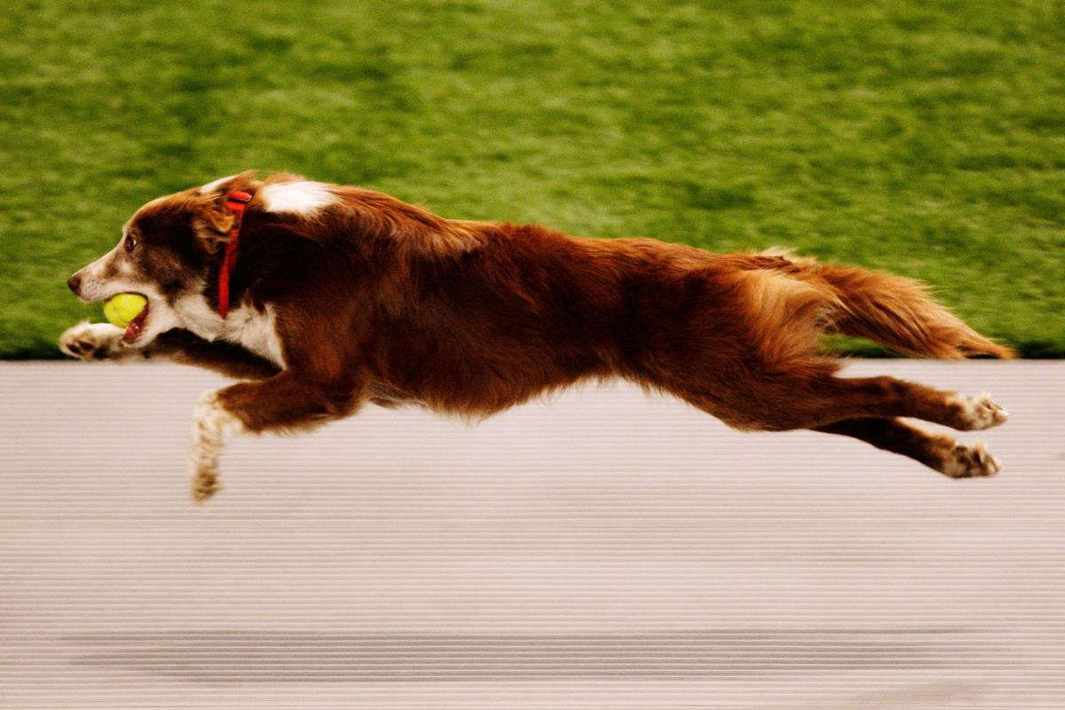 Foto colorida de um cachorro correndo - Metrópoles