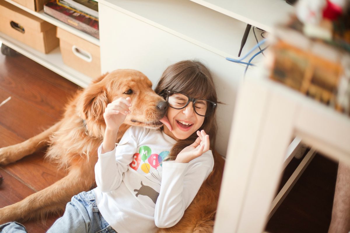 cachorro caramelo lambendo criança de óculos