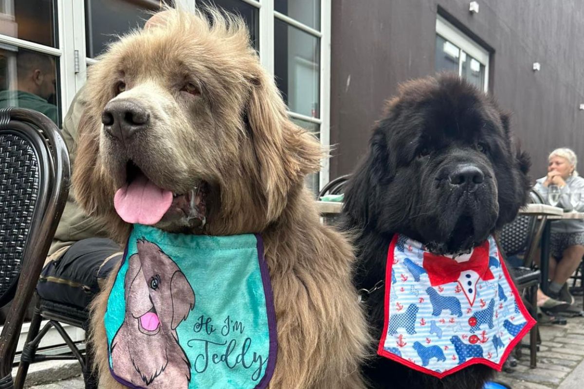 Foto colorida de dois cachorros grandes - Metrópoles