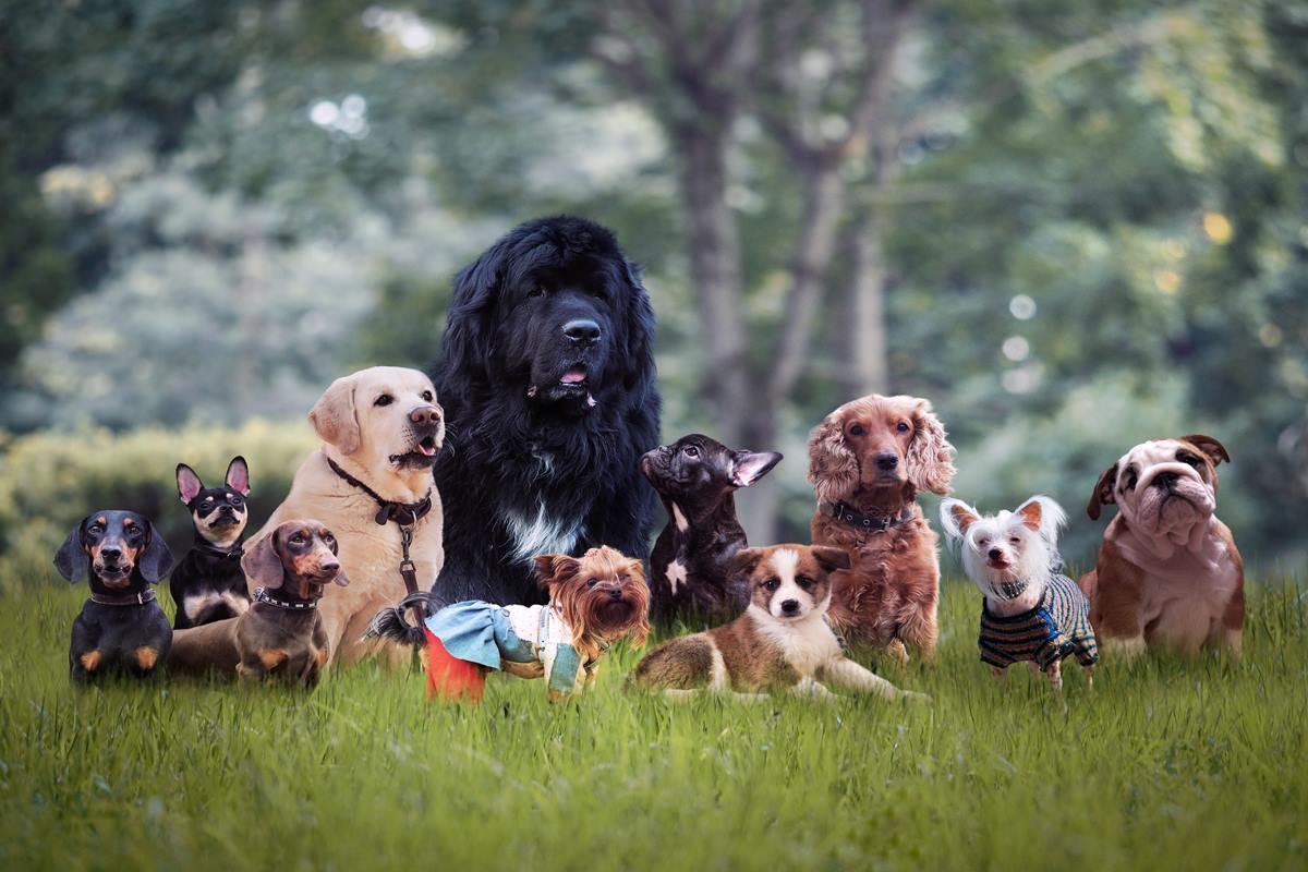 Estudo revela as raças de cães com maior e menor expectativa de vida |  Metrópoles