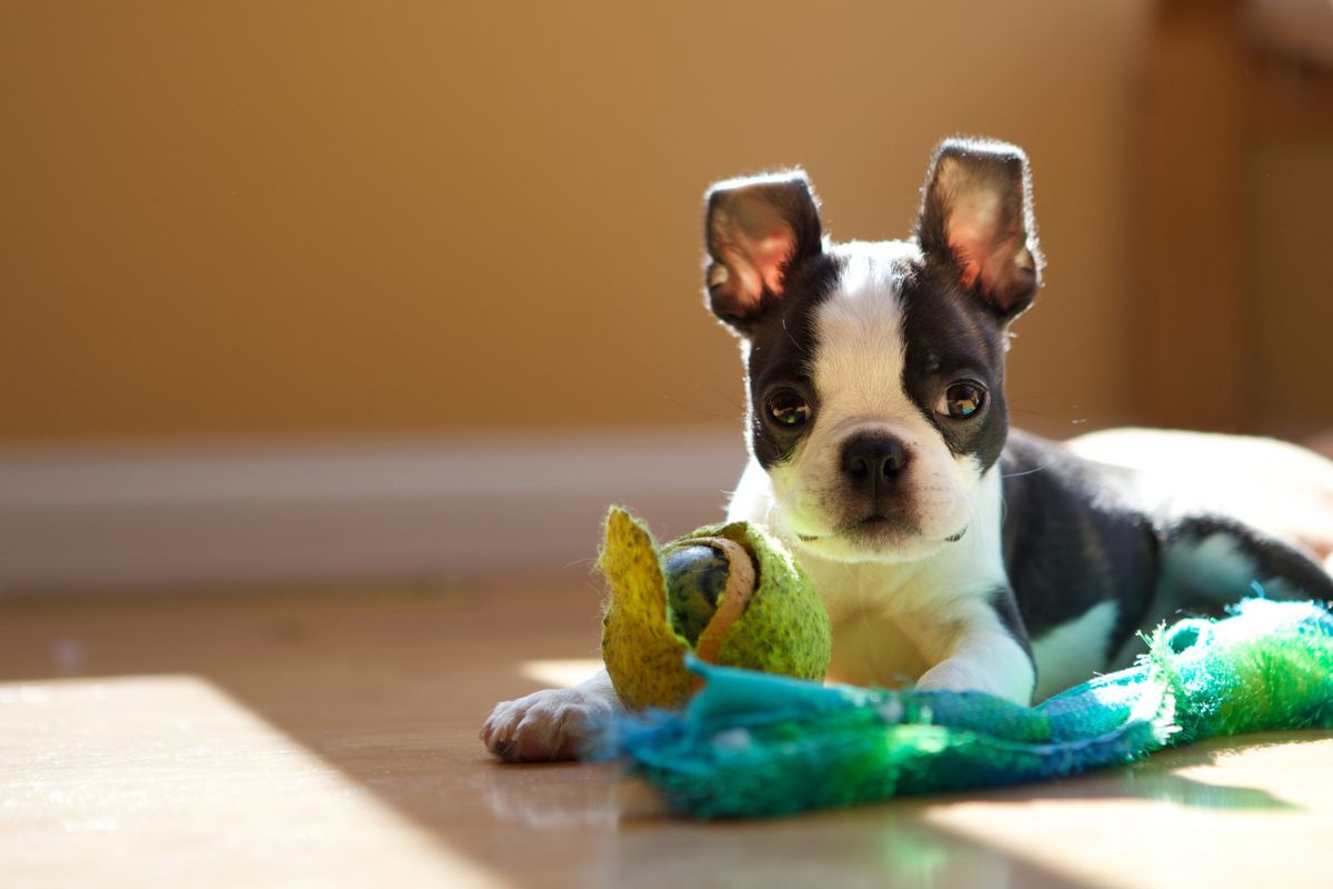 cachorro boston terrier preto e branco