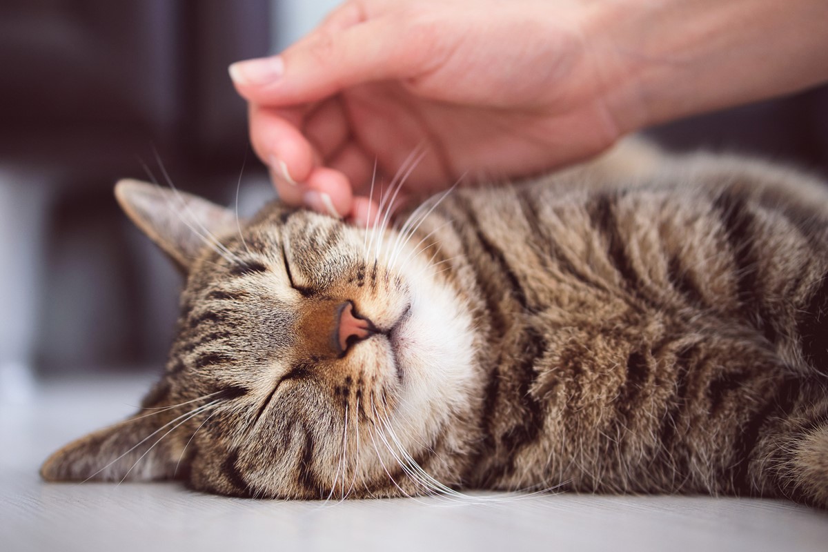 Foto colorida de gato cinza recebendo carinho - Metrópoles