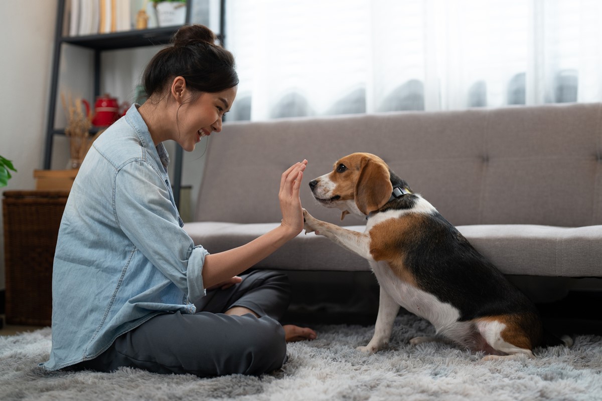 Sentados, mulher bate a mão em pata de cachorro da raça beagle - Metrópoles