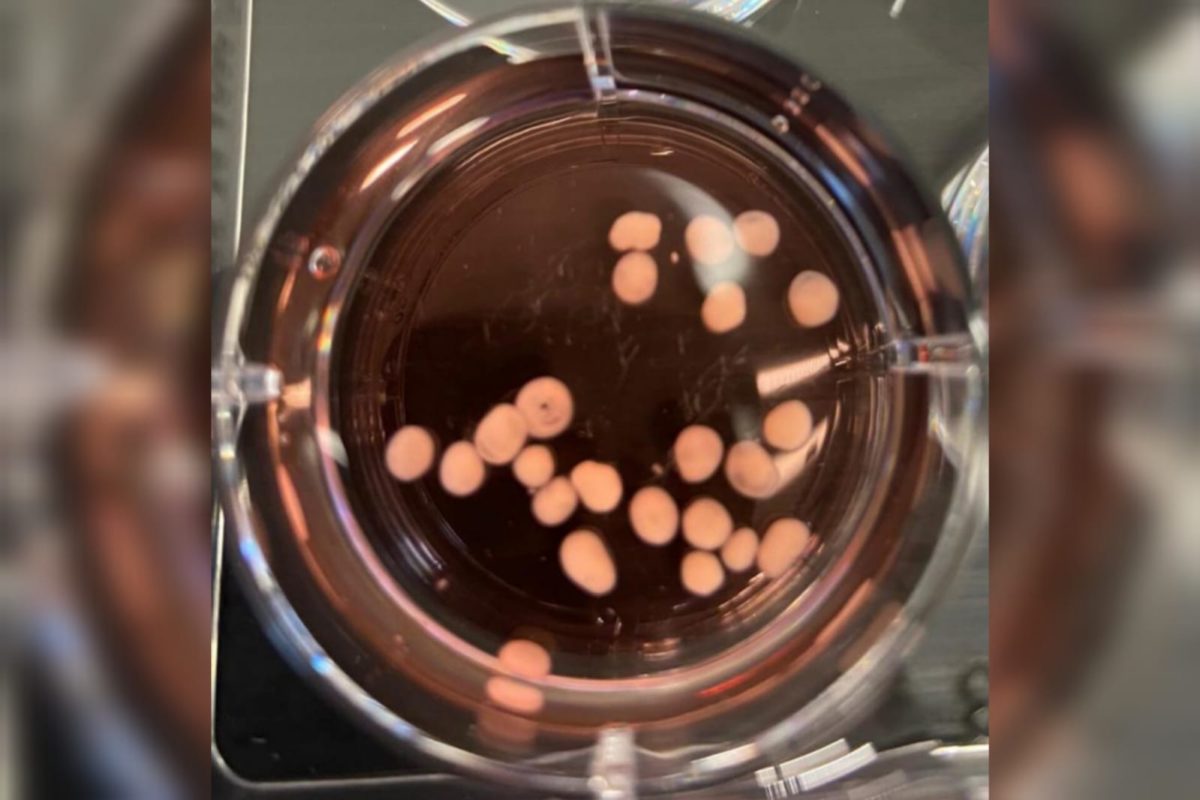 Reprodução mostra bécquer em que se armazenam os minicérebros em um caldo de cultivo. Órgão em miniatura