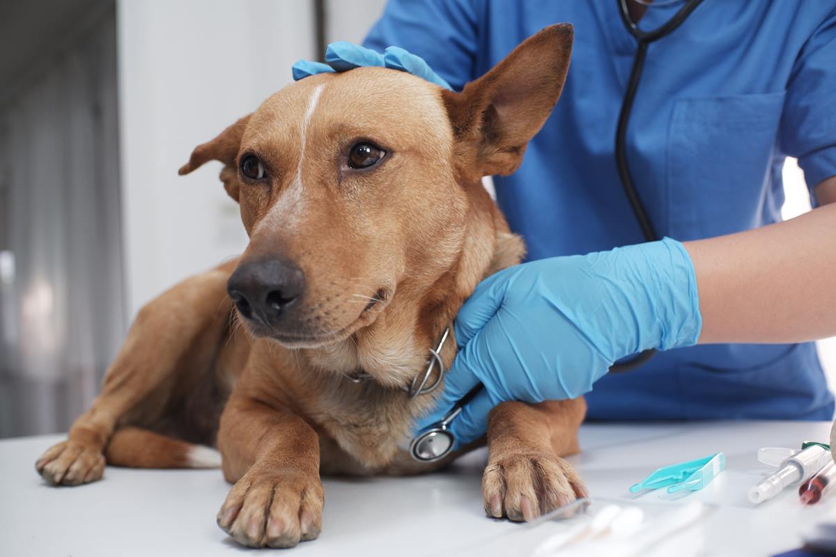 Foto colorida de um cachorro no veterinário - Metrópoles