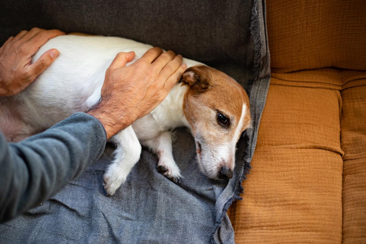 Foto colorida de um cachorro doente - Metrópoles