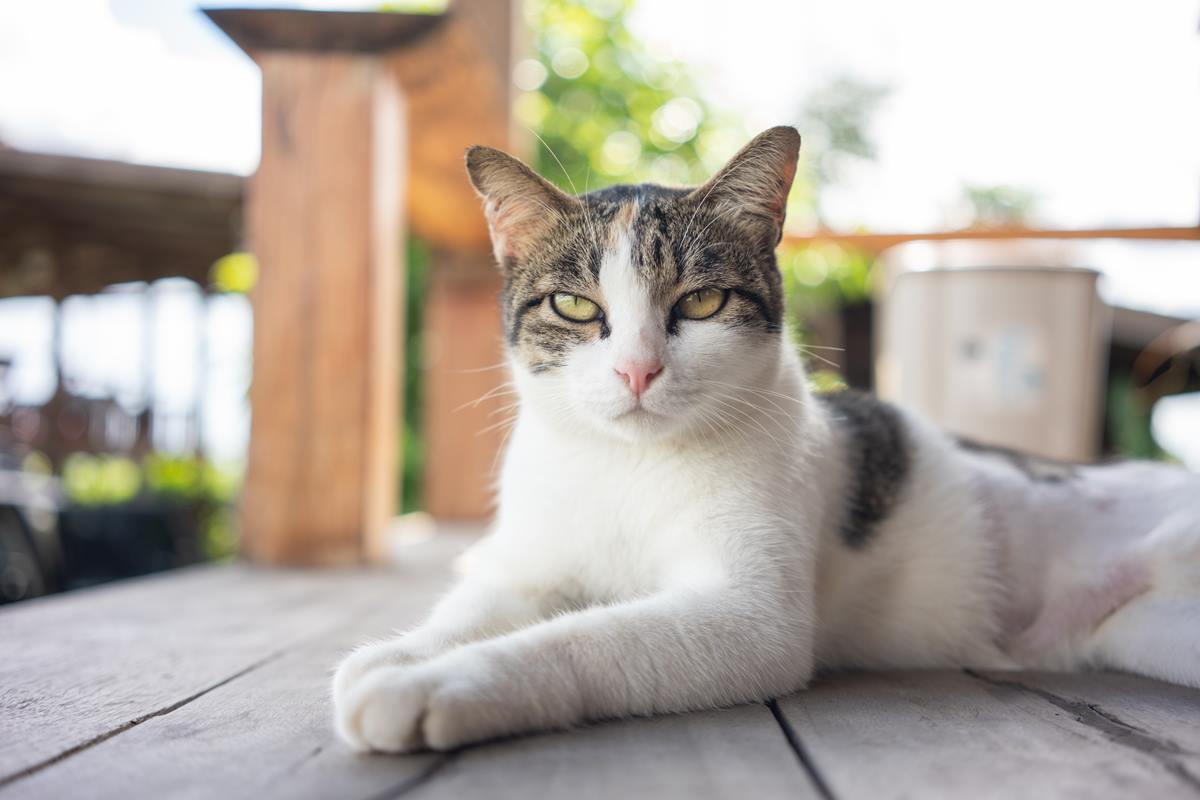 Imagem colorida de gato vira-lata deitado