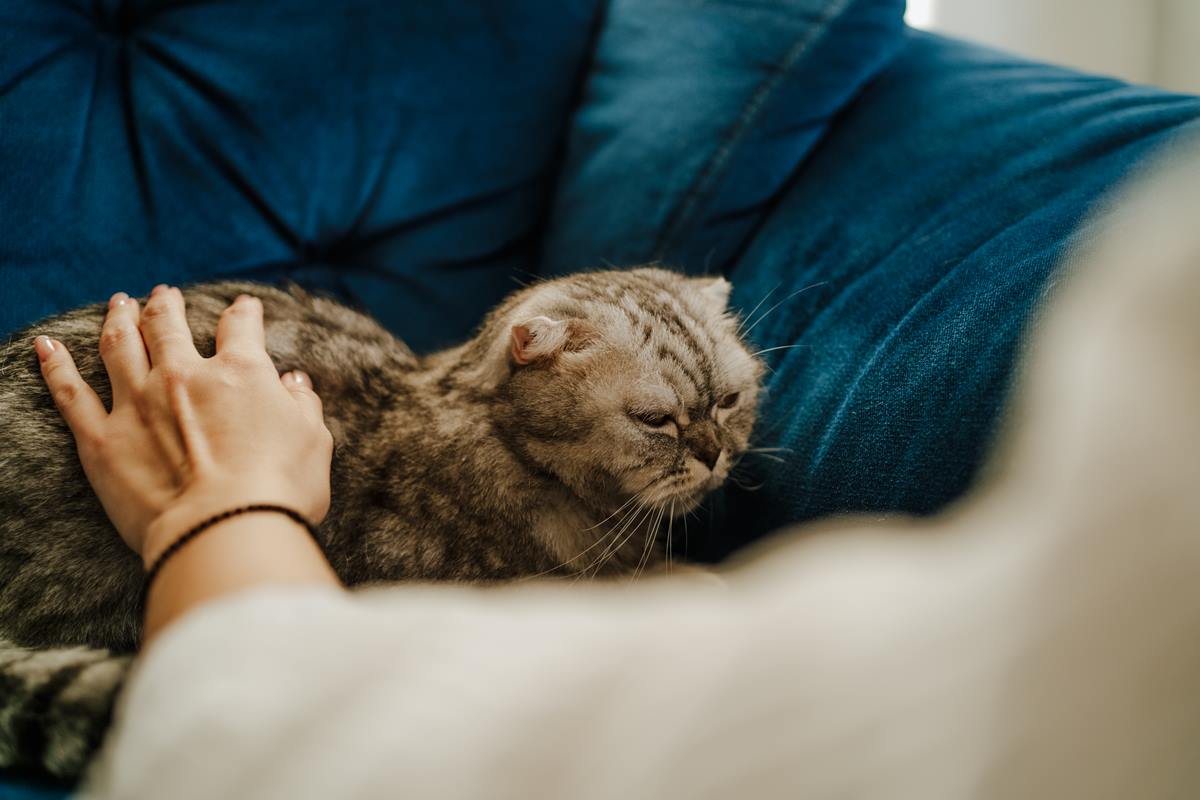 Foto colorida de um gato - Metrópoles