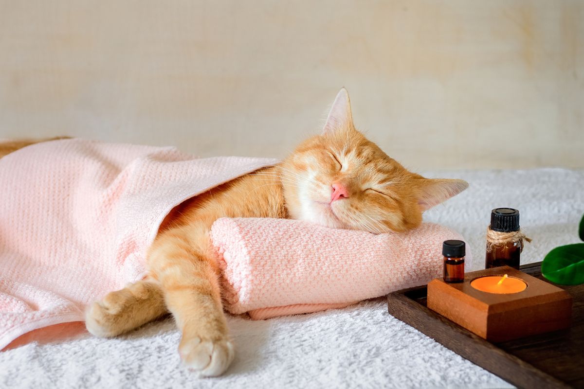 gato dourado dormindo em caminha ao lado de uma vela