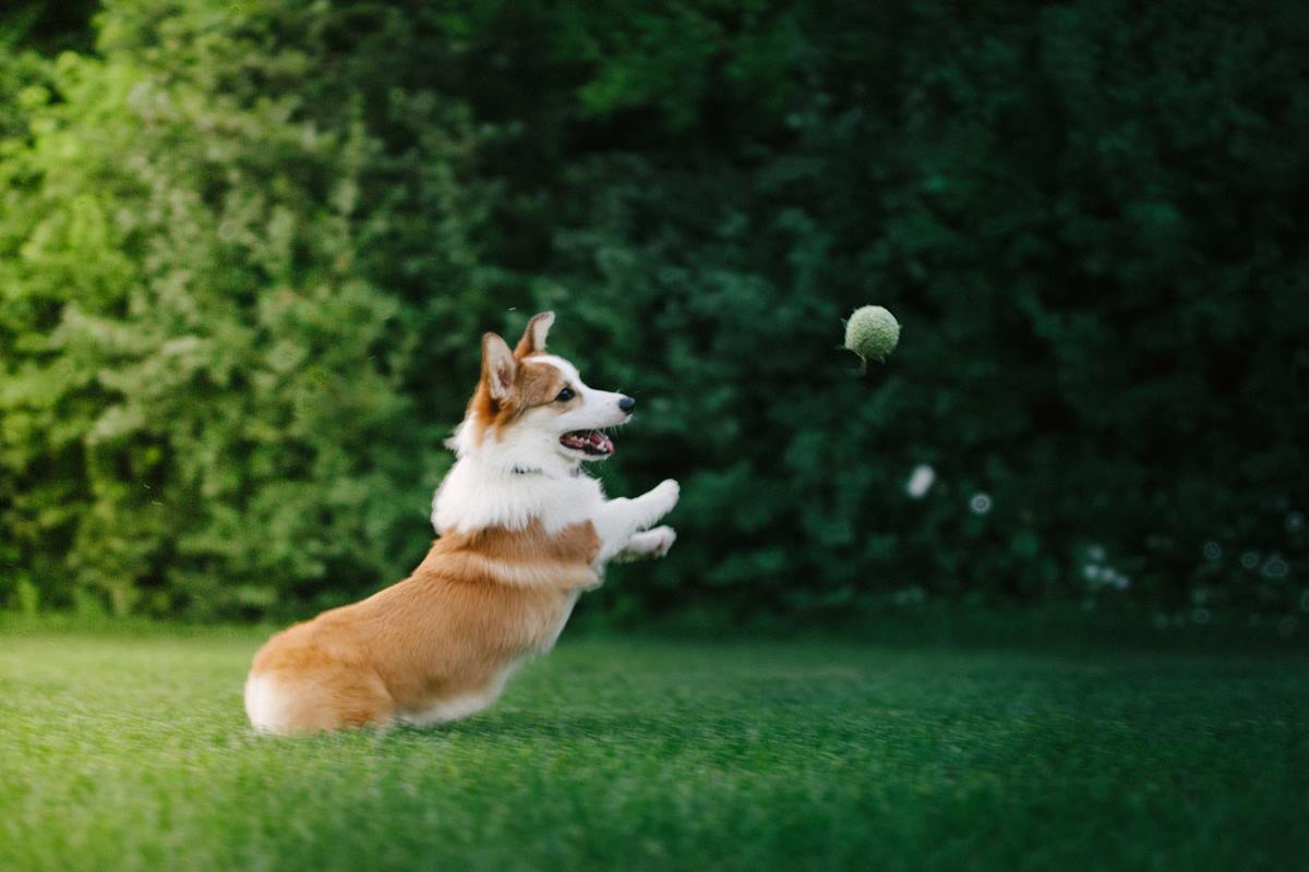 Foto colorida de um cachorro correndo - Metrópoles