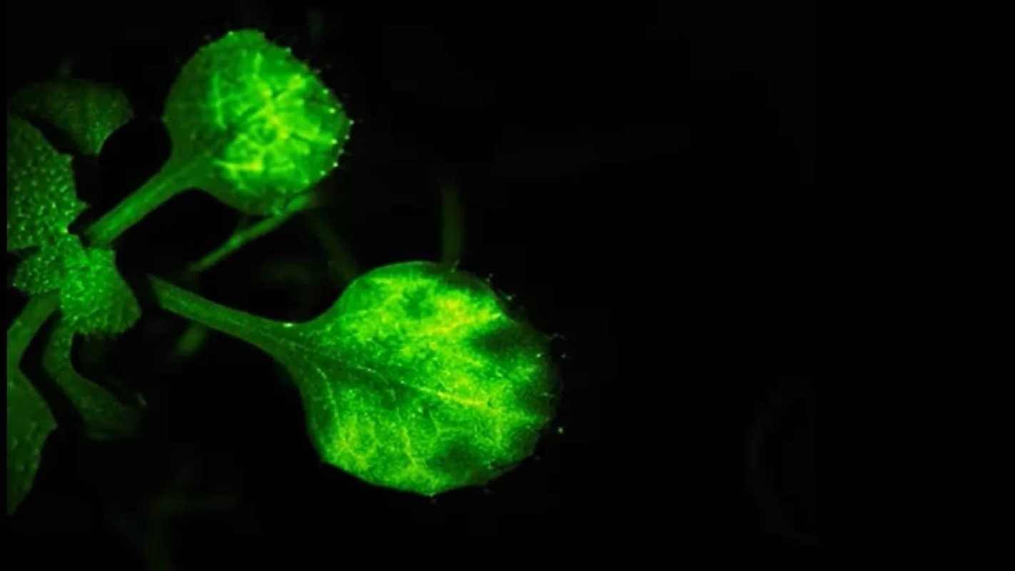 Imagem de folhas de uma planta em fluorescencia - Metrópoles