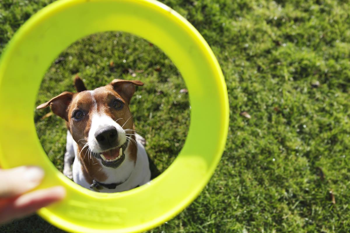 Foto colorida de um cachorro - Metópoles