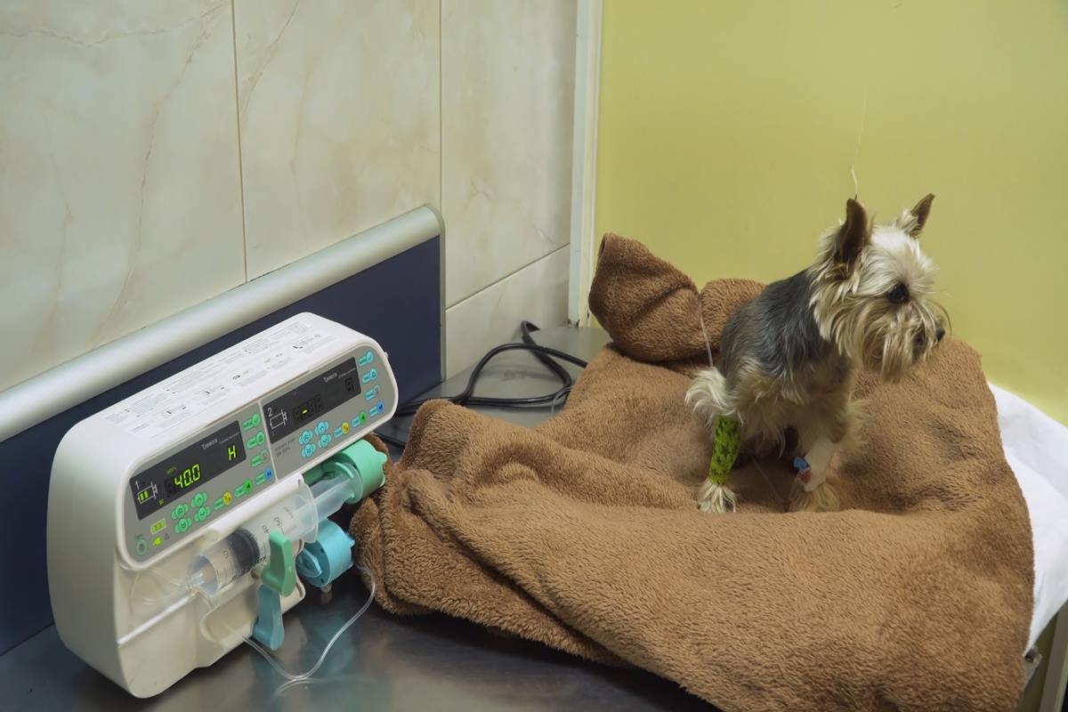 Foto colorida de um cachorro doando sangue - Metrópoles