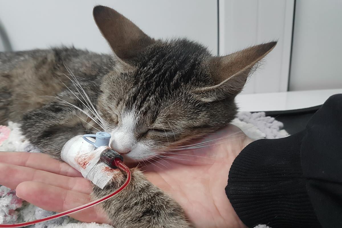 Foto colorida de um gato doando sangue - Metrópoles