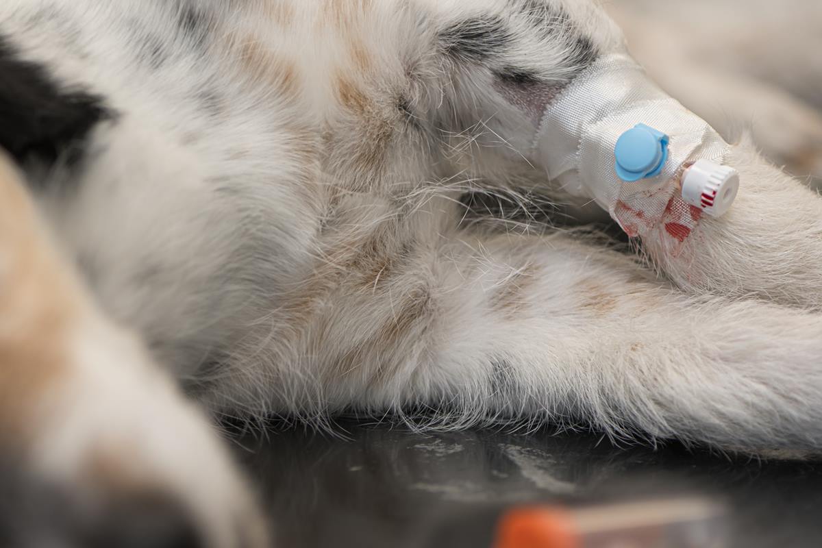 Foto colorida de um cachorro doando sangue - Metrópoles