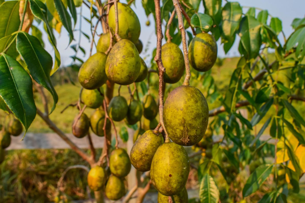 Foto da fruta cajá