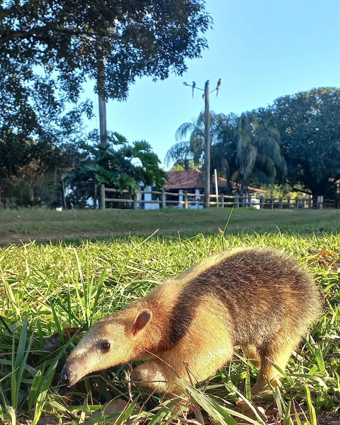 Pousada Pequi