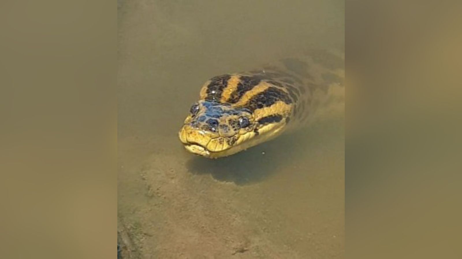 Vídeo: fotógrafo flagra sucuri-amarela tomando “banho de sol” em MS |  Metrópoles