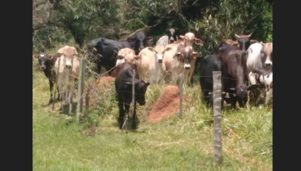 foto colorida de gado em área de preservação permanente em Tarabai (SP); fazendeiro foi multado - Metrópoles