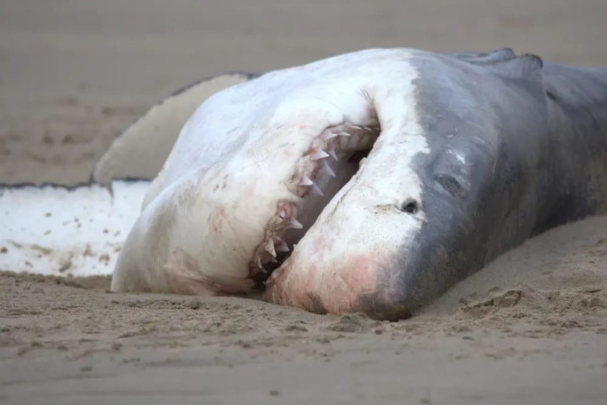 Corpo de um tubarão branco encalhado na areia