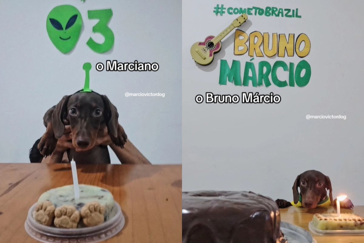 Foto colorida de um cachorro fantasiado - Metrópoles