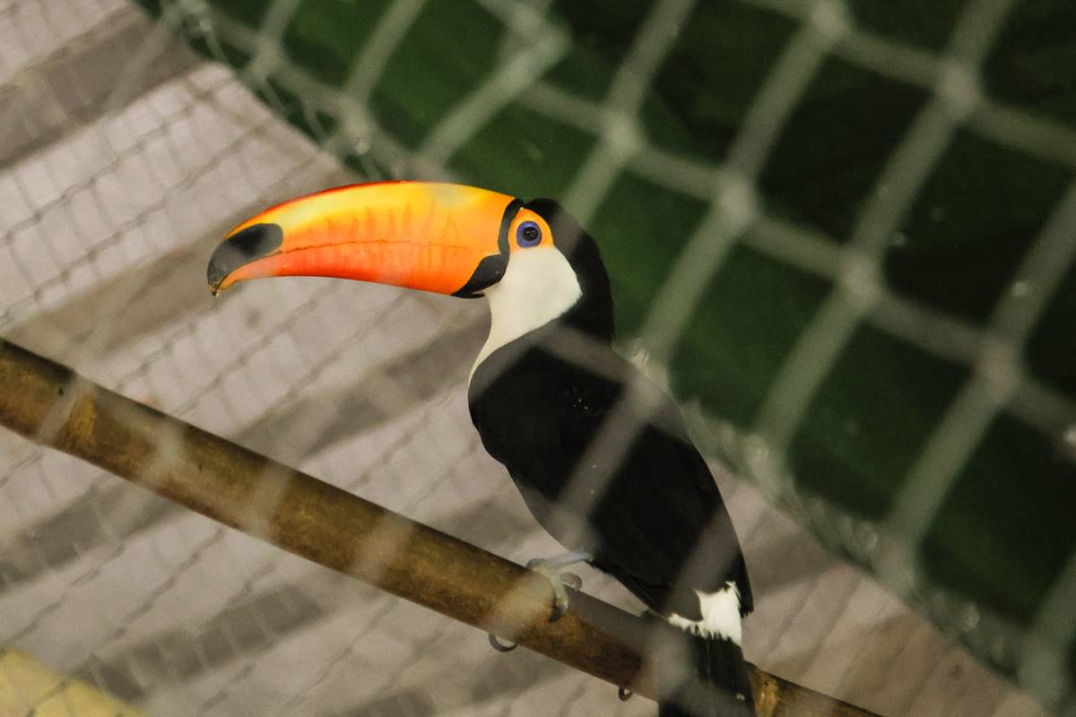 Envolvidos em tráfico tratavam animais em casa: “Dei dipirona”