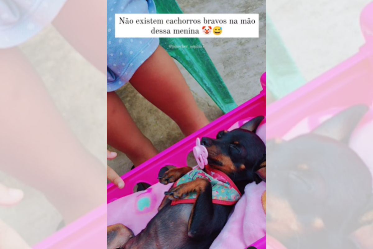 Foto colorida de um cachorro da raça pinscher - Metrópoles