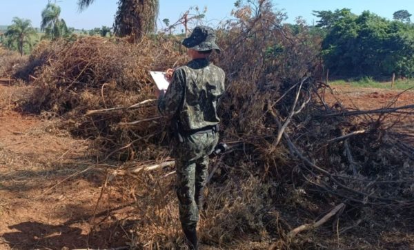 foto colorida de área de Marabá Paulista onde ocorreu corte irregular de vegetação nativa - Metrópoles