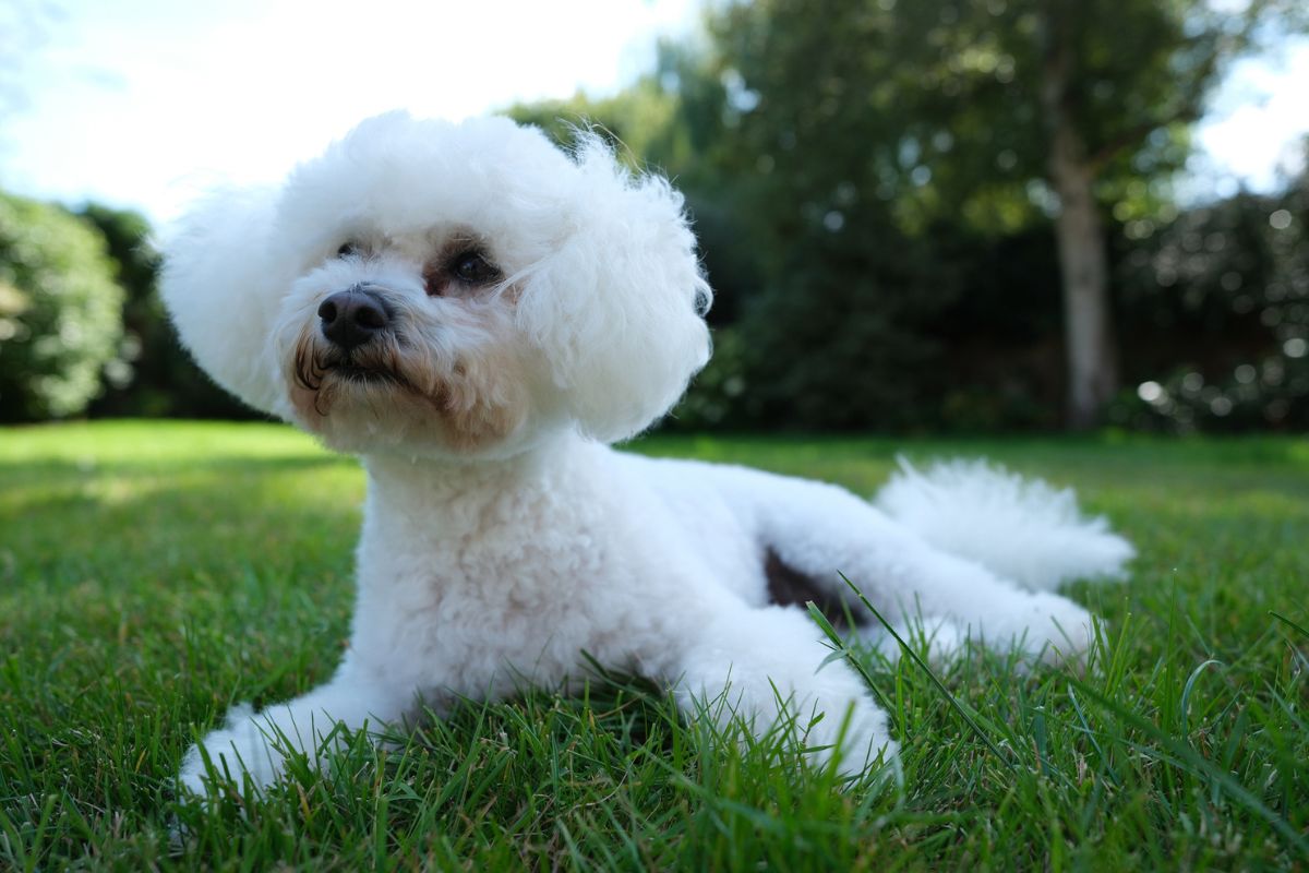 Bichon frisé