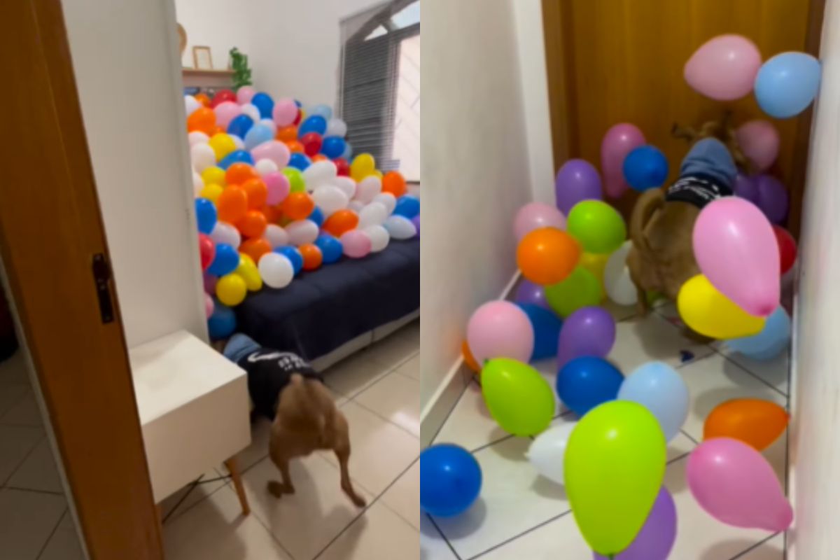 Foto colorida de um cachorro e balões - Metrópoles