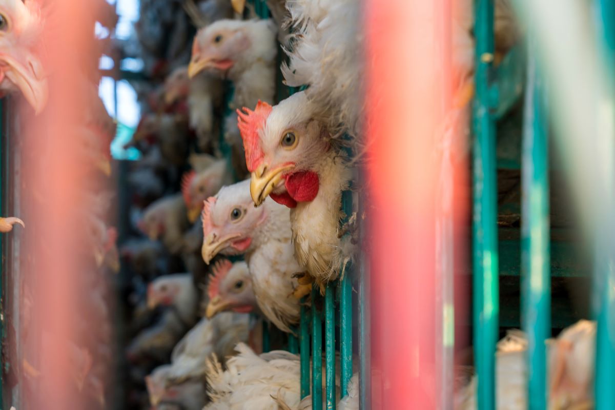 Gripe aviária: governo do RS declara emergência em saúde animal