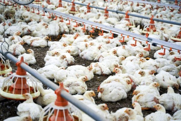 Fotografia colorida mostrando granja comercial cheia de frangos-Metrópoles