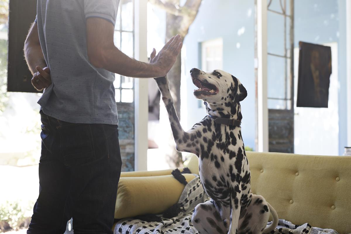 Foto colorida de um cachorro - Metrópoles