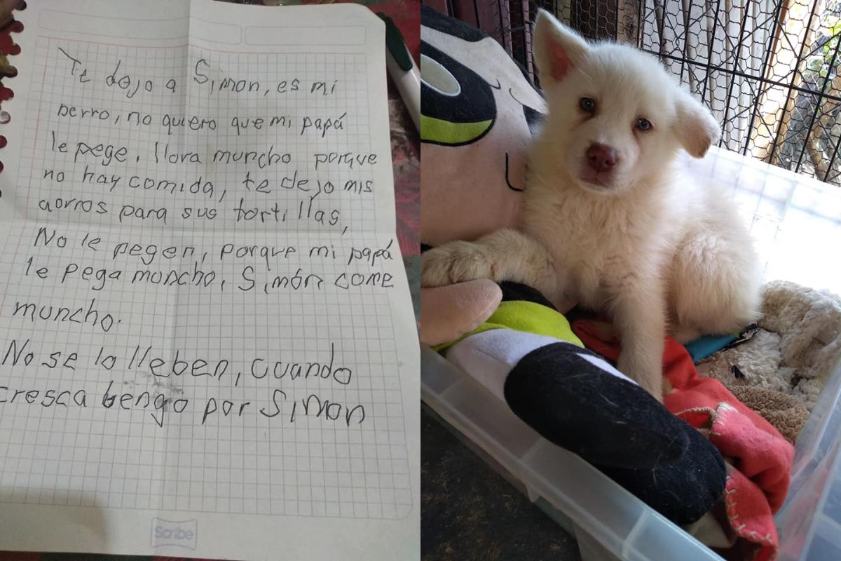 Foto colorida de um cachorro e uma carta - Metrópoles