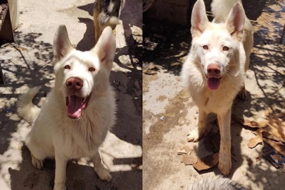 Foto colorida de um cachorro de pelagem branca - Metrópoles