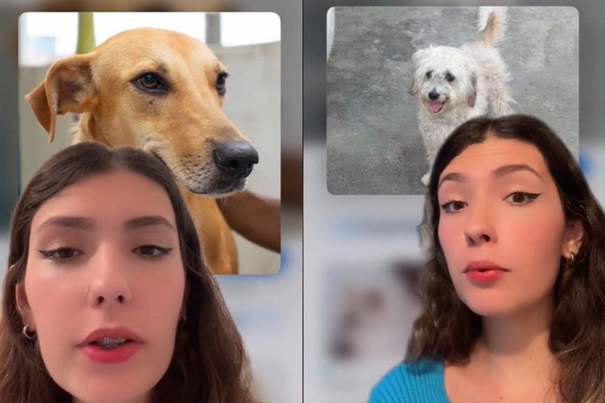 Foto colorida de uma menina e dois cachorros - Metrópoles