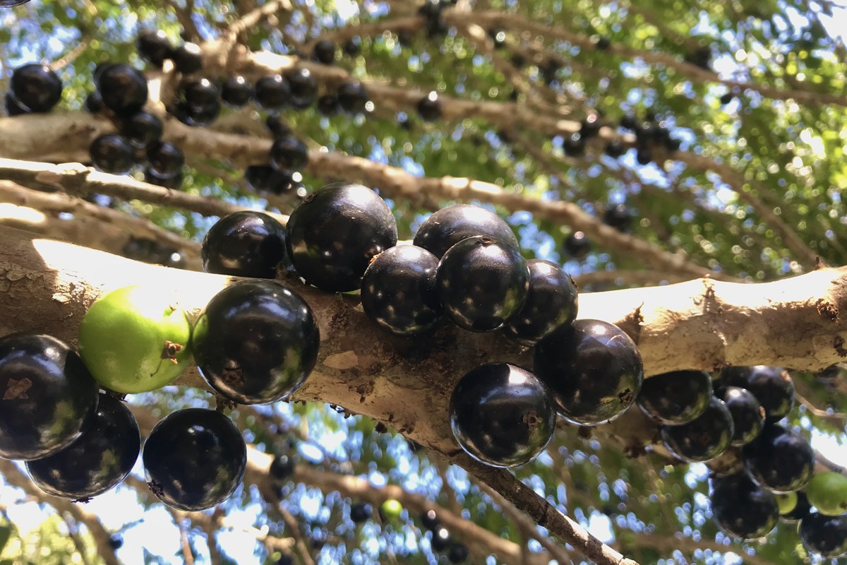 Foto mostra um pé de jabuticaba com frutas em primeiro plano - Metrópoles