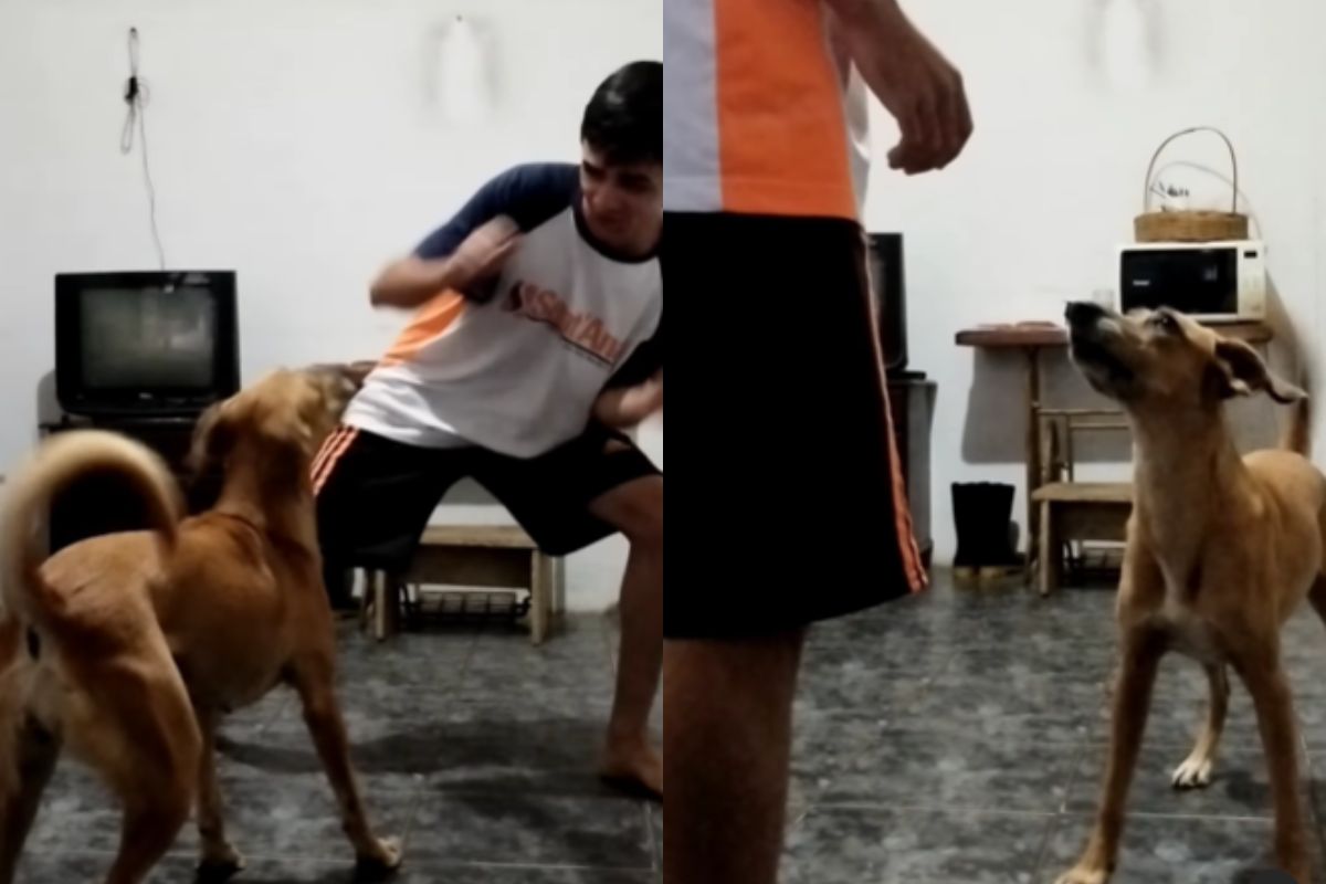 Foto colorida de uma cadela e um homem lutando capoeira - Metrópoles