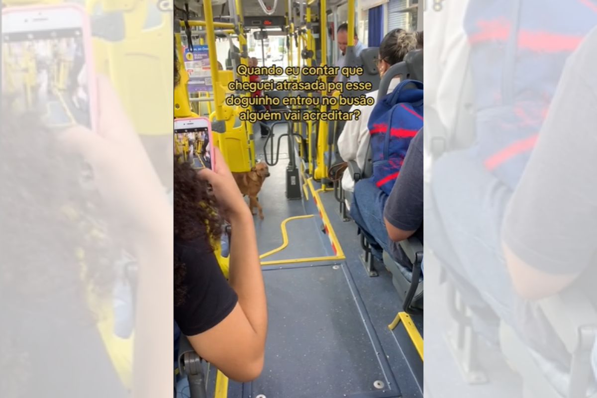 Foto colorida de um cachorro no ônibus - Metrópoles