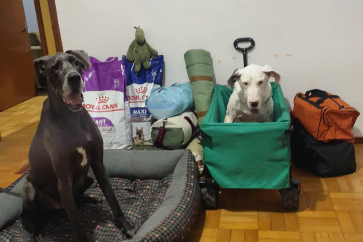 Foto colorida de dois cachorros - Metrópoles