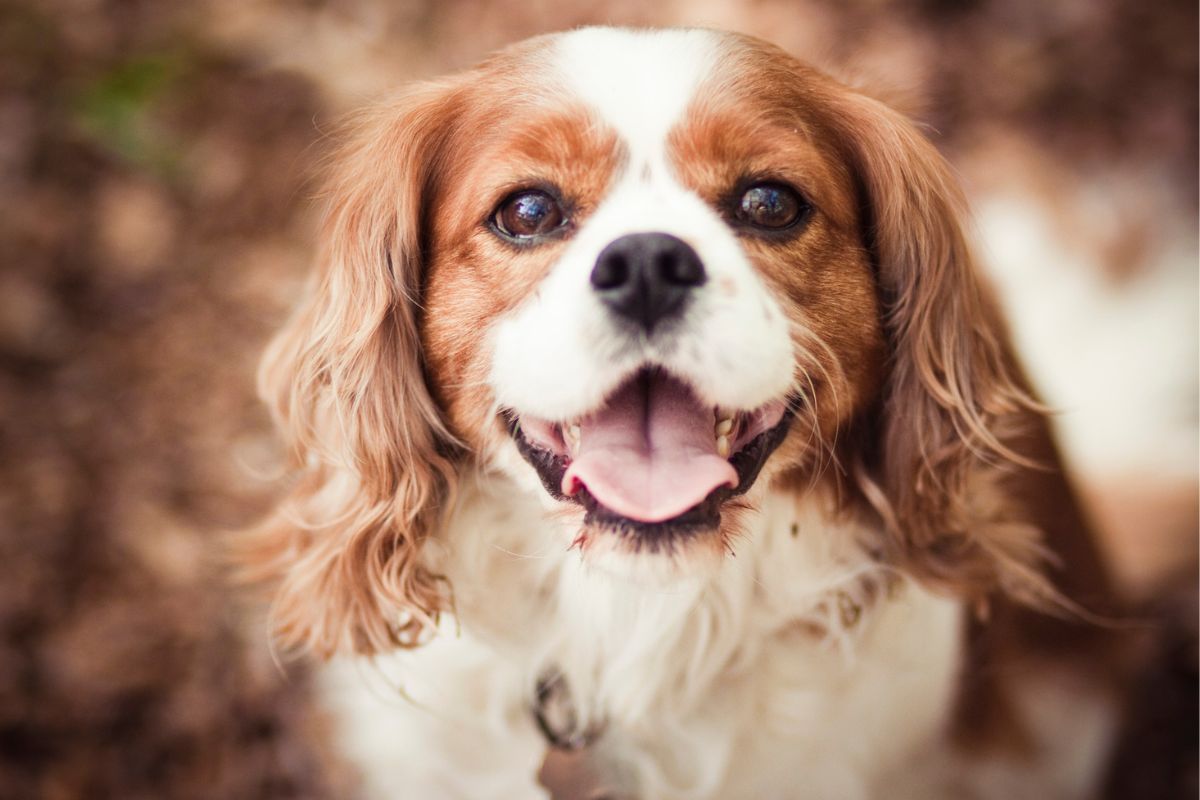 Foto colorida de cavalier king charles spaniel - Metrópoles